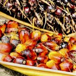 kelapa sawit