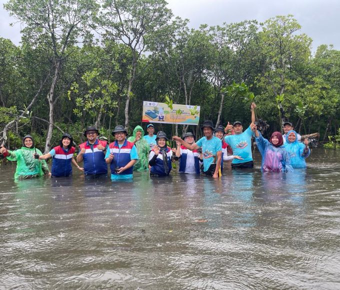 tanam mangrove