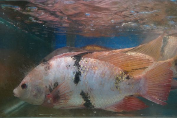 Ikan Nila