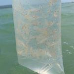 Pementauan kouta BBL