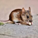 Tikus