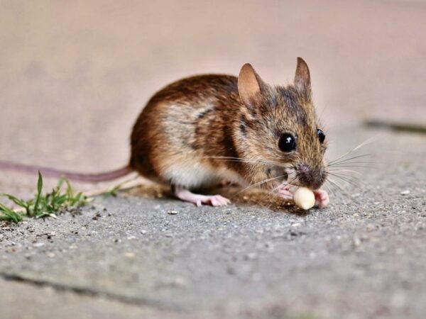 Tikus