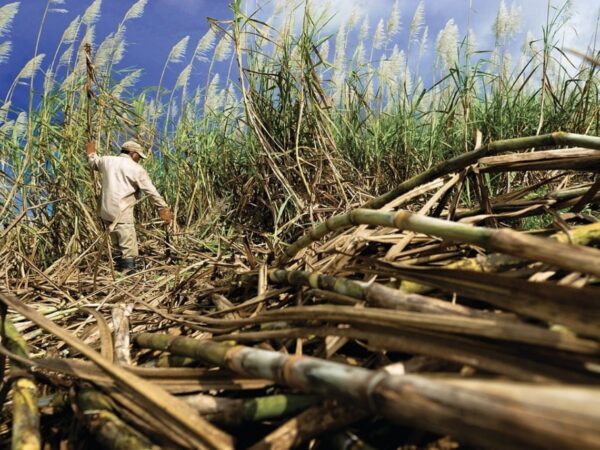 Petani Tebu