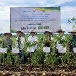PT Mitratani Dua Tujuh sukses melaksanakan panen perdana edamame di Kebun Sei Semayang, Kabupaten Deli Serdang, Sumatra Utara Jumat 25 Oktober 2024.