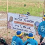 Padi hemat air