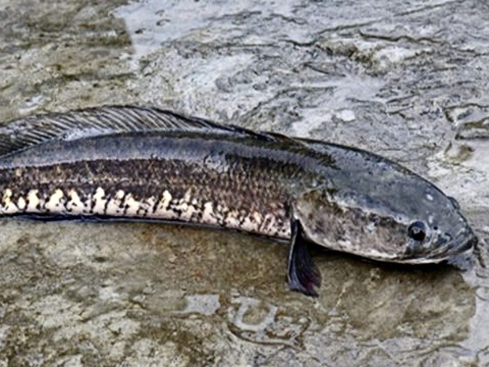 Ikan Gabus bermanfaat penyebuh luka./