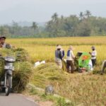 Panen padi di Kulon Progo