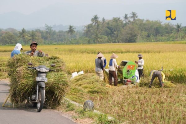 Panen padi di Kulon Progo