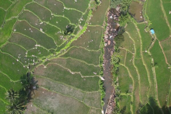 Lahan