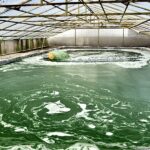 Kolam Micro Algae