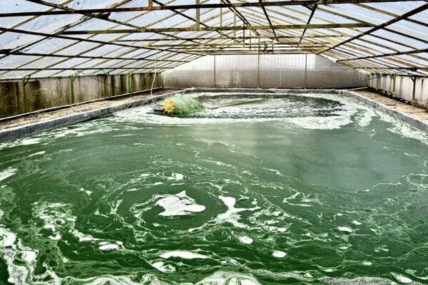 Kolam Micro Algae