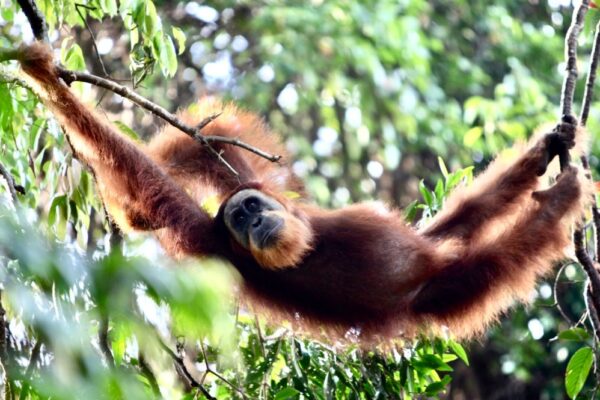 Orangutan