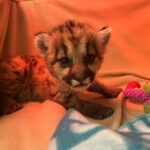 Anak Singa yang ditemukan di Pegunungan Santa Monica (dok: Oakland Zoo)