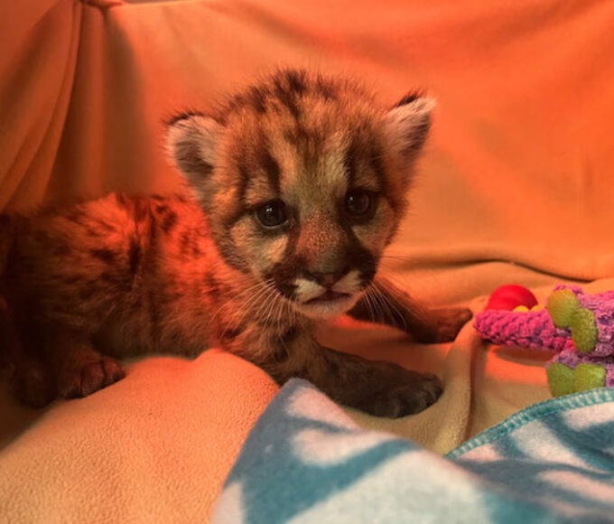 Anak Singa yang ditemukan di Pegunungan Santa Monica (dok: Oakland Zoo)