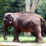Satwa Gajah di Bandung Zoo
