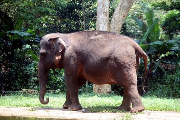 Satwa Gajah di Bandung Zoo