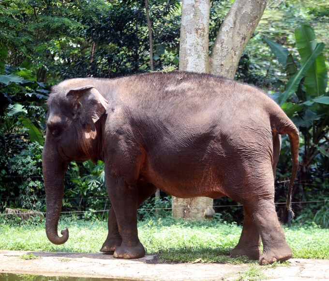 Satwa Gajah di Bandung Zoo