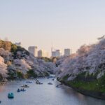 Bunga Sakura (dok:Unsplash/Yu Kato)