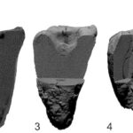 Pemindaian CT pada gigi geraham Neanderthal (dok: Jurmal Plos One)