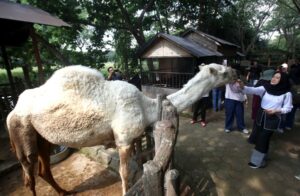 Caption: Pengunjung berinteraksi dengan hewan di kawasan Faunaland Ancol.