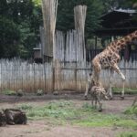 Kondisi satwa Bandung Zoo yang saat ini masih tutup untuk sementara waktu. (Armin Abdul Jabbar)