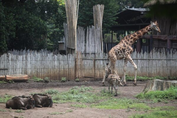Kondisi satwa Bandung Zoo yang saat ini masih tutup untuk sementara waktu. (Armin Abdul Jabbar)