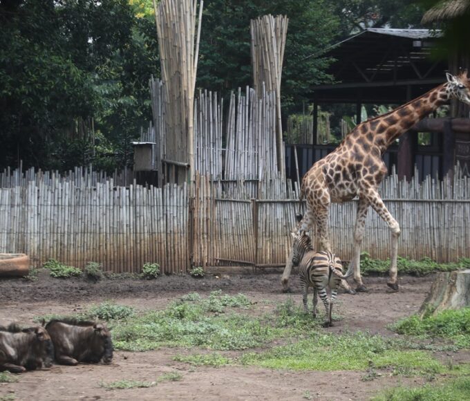 Kondisi satwa Bandung Zoo yang saat ini masih tutup untuk sementara waktu. (Armin Abdul Jabbar)