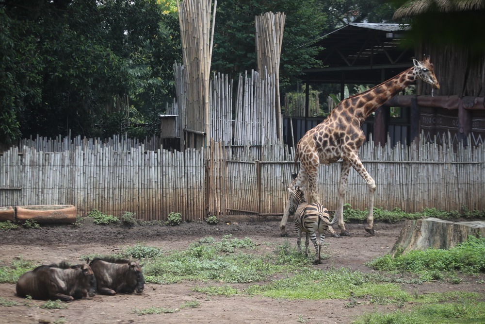 Kondisi satwa Bandung Zoo yang saat ini masih tutup untuk sementara waktu. (Armin Abdul Jabbar)