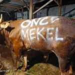 Once serahkan hewan kurban