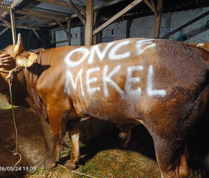 Once serahkan hewan kurban