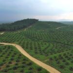 Perkebunan milik PTPN IV PalmCO di Kalimantan. (Dok:PTPN)