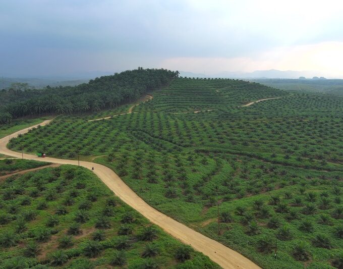 Perkebunan milik PTPN IV PalmCO di Kalimantan. (Dok:PTPN)
