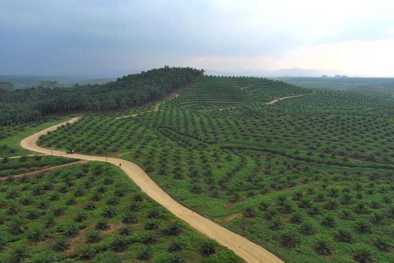 Perkebunan milik PTPN IV PalmCO di Kalimantan. (Dok:PTPN)